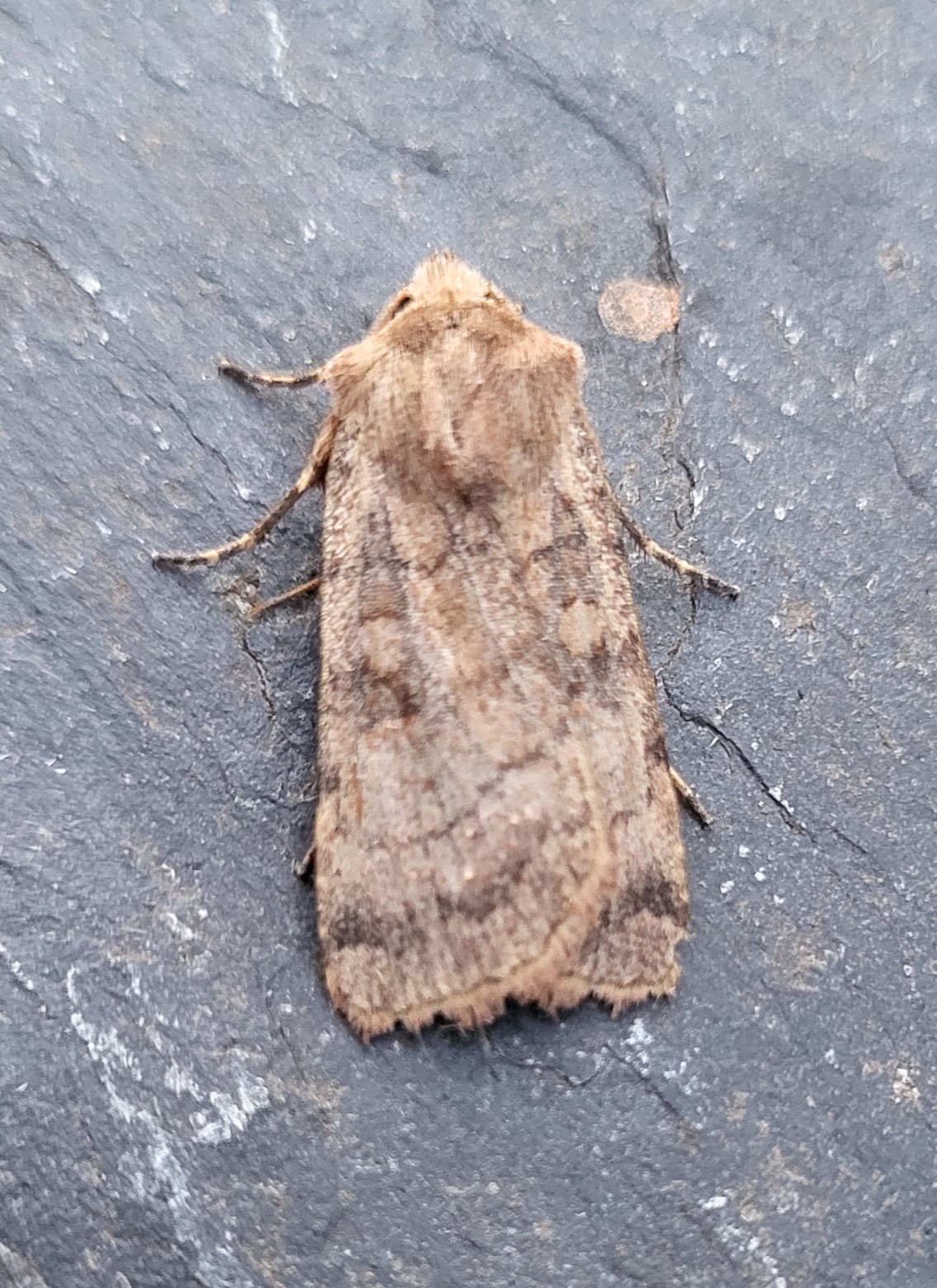 Photo of Six-striped Rustic (Xestia sexstrigata)